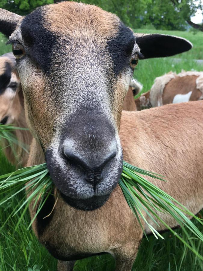 Kellerstoeckl Am Veganen Bio-Lebenshof "Varm - Die Vegane Farm" Daire Sulb Dış mekan fotoğraf