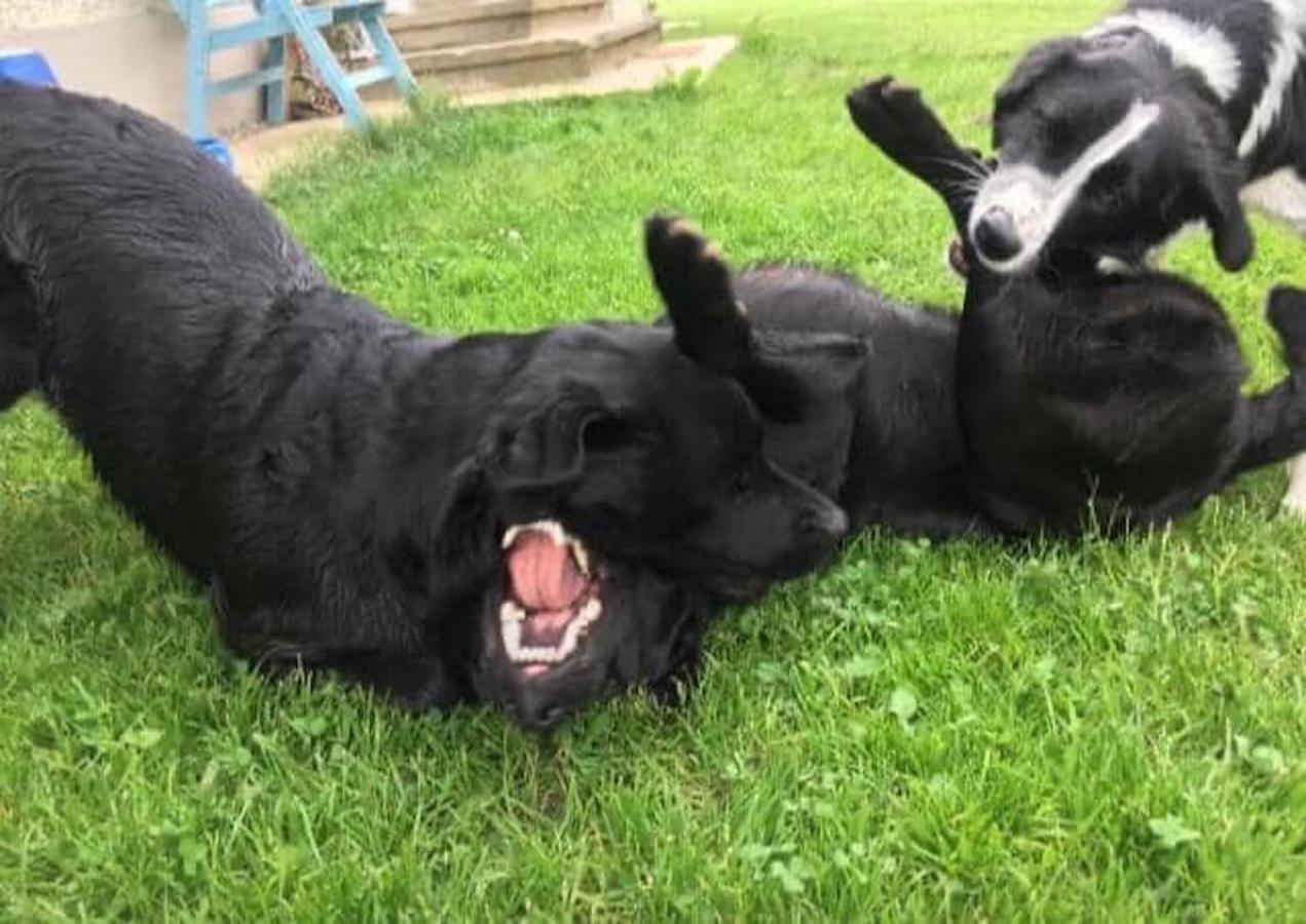 Kellerstoeckl Am Veganen Bio-Lebenshof "Varm - Die Vegane Farm" Daire Sulb Dış mekan fotoğraf