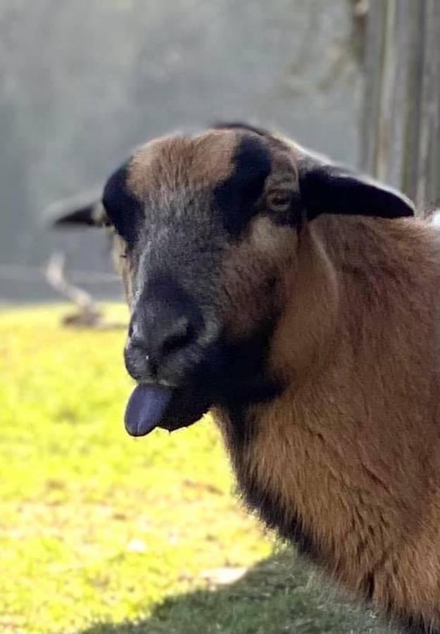 Kellerstoeckl Am Veganen Bio-Lebenshof "Varm - Die Vegane Farm" Daire Sulb Dış mekan fotoğraf